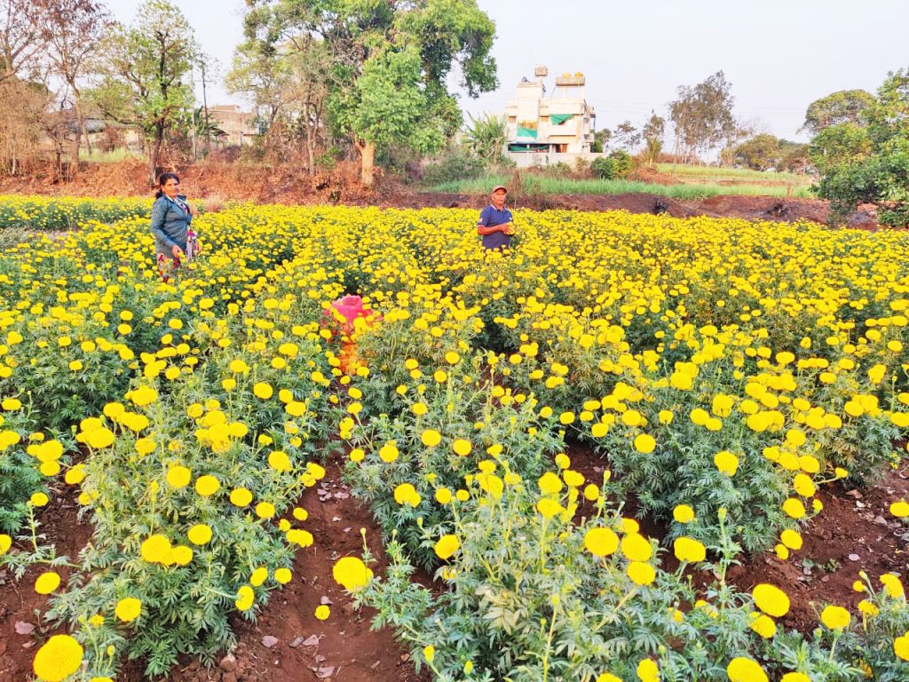 Rich marigold cultivation at low cost