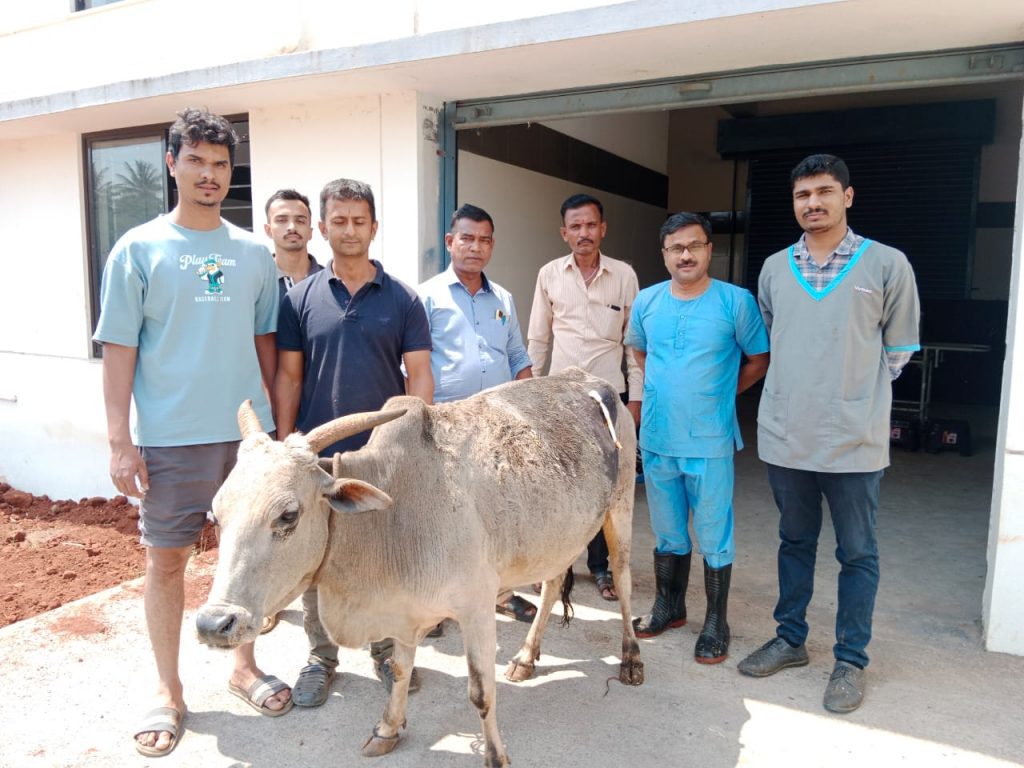 Plastics in the city are dangerous for animals
