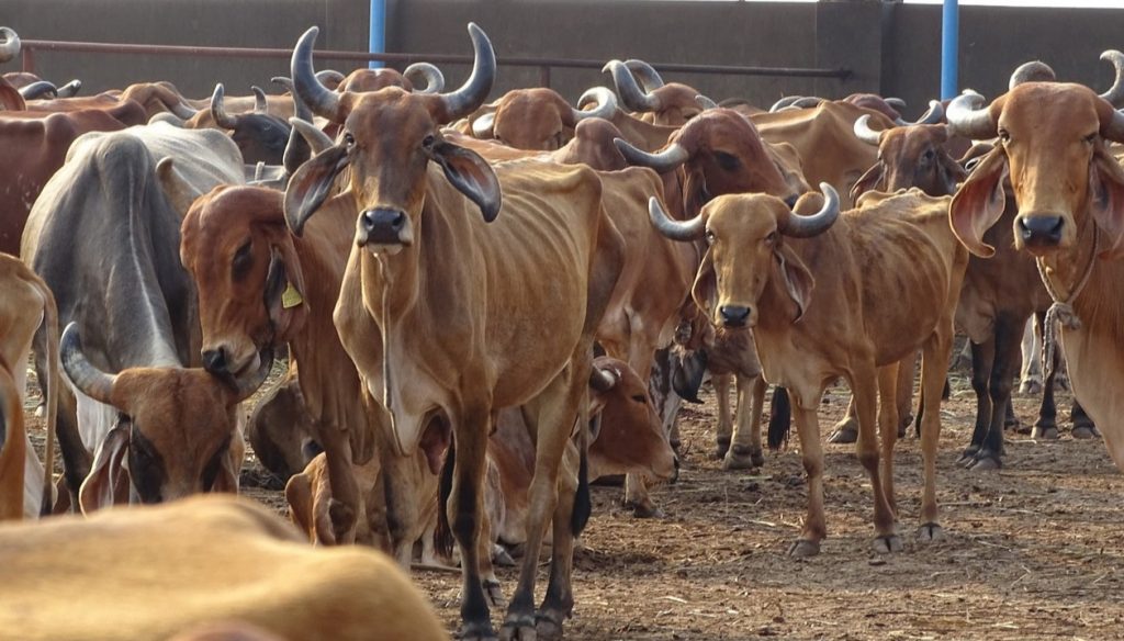 Hot summer...take care of the animals!