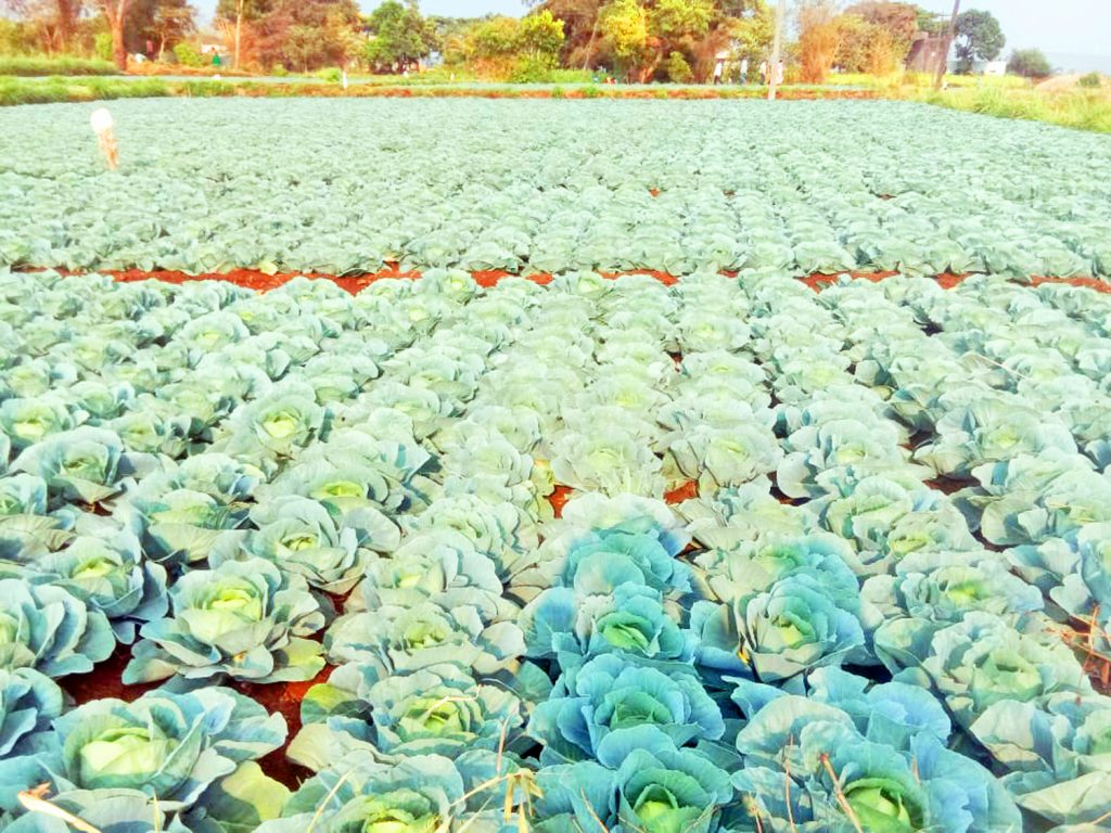 Cabbage crop in Kadoli area is blooming