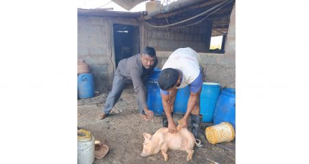 Vaccination of 12 thousand domestic pigs in the district
