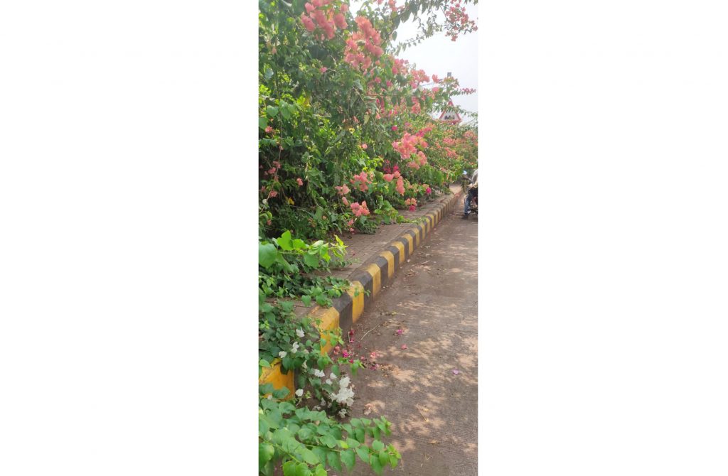 The sidewalks on Congress Road are covered with bushes