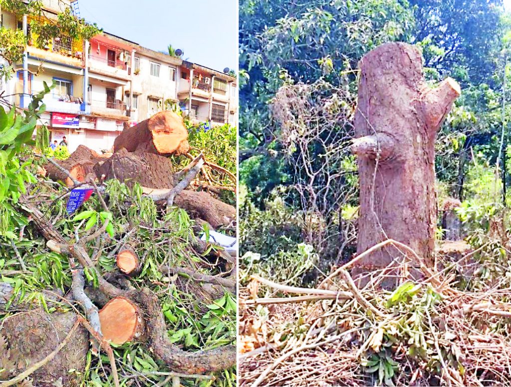 The High Court stopped the slaughter of heritage trees in Shivoli