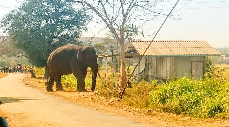 Citizens! Keep calm... the elephant will leave!