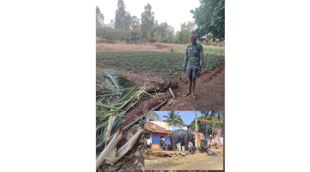 When will the forest department deal with elephants?