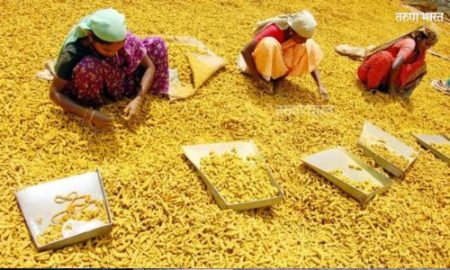 सांगलीच्या हळदीची रशिया, जपानला भुरळ; मार्केट यार्डात खरेदीसाठी परदेशी व्यापारी दाखल