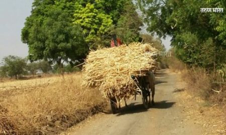 ओल्या चाऱ्याची टंचाई…सुक्या चाऱ्याचा भाव गगनाला…! Kolhapur news