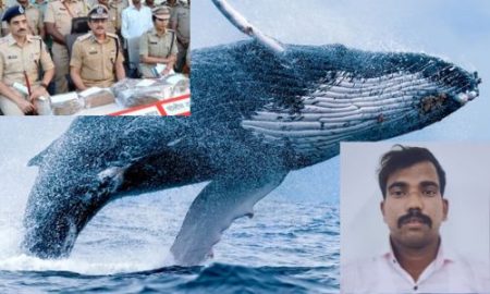 vomit of the whale Vaibhav Khobrekar
