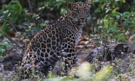 म्हासुर्लीसह धामणी खोऱ्यात बिबट्याचा वावर ! शेतकऱ्यांना दर्शन, जनावारांची शिकार leopard