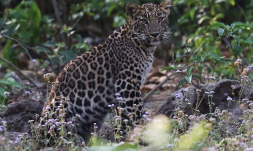 बिबट्याचे छायाचित्र समाज माध्यमात प्रसिद्ध करत केला ‘एप्रिल फुल’; वनविभागाची धावाधाव! leopard