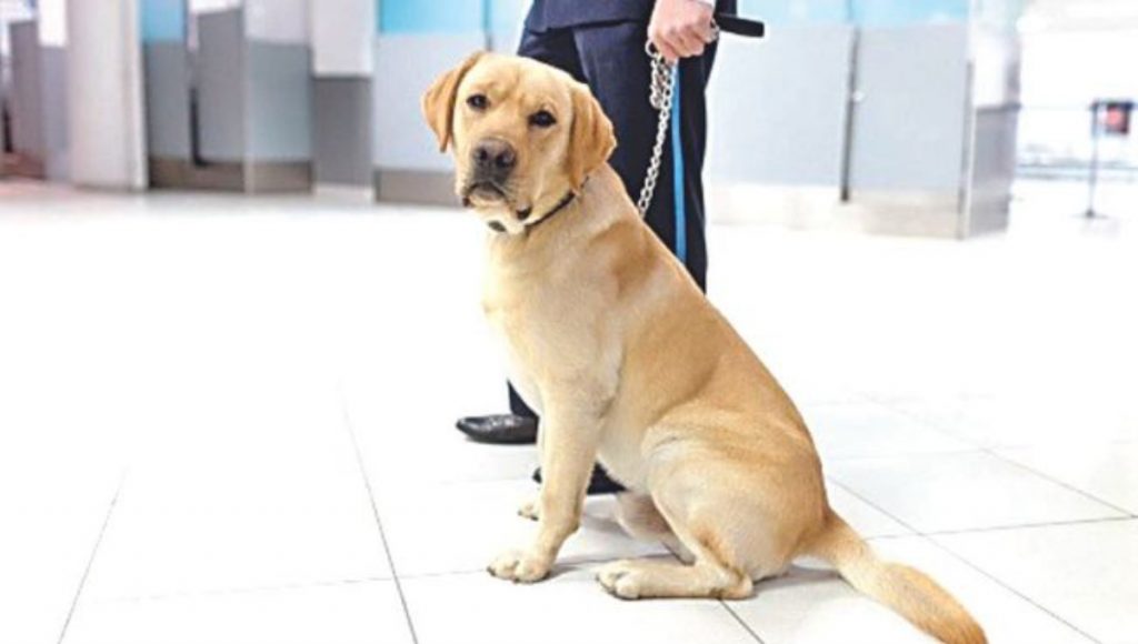 Inspection drive with dog teams in major Shiva temples in the city