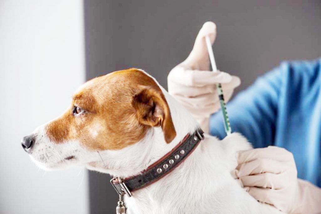 मनपाकडून 20 महिन्यांत 3795 कुत्र्यांवर शस्त्रक्रिया 3795 dogs operated by municipality in 20 months