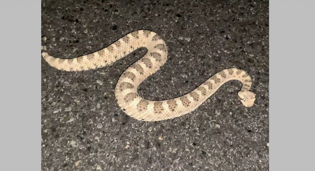 हरवलेल्या सापाची गोष्ट The story of the lost snake