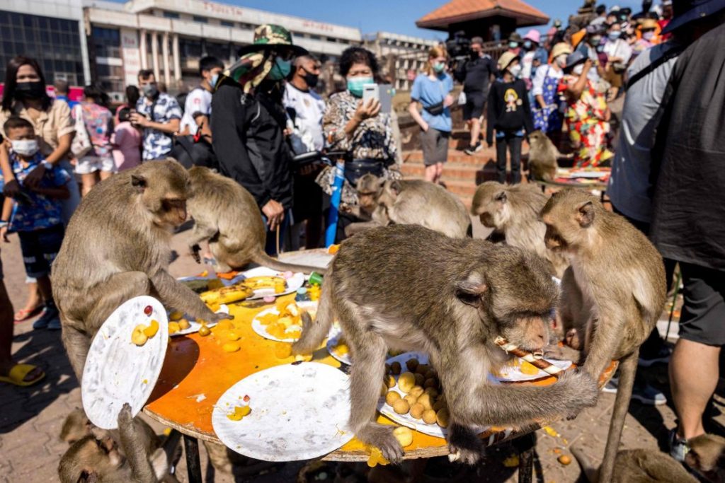 माकडांनी हल्ला केल्यास मिळणार भरपाई Compensation if attacked by monkeys
