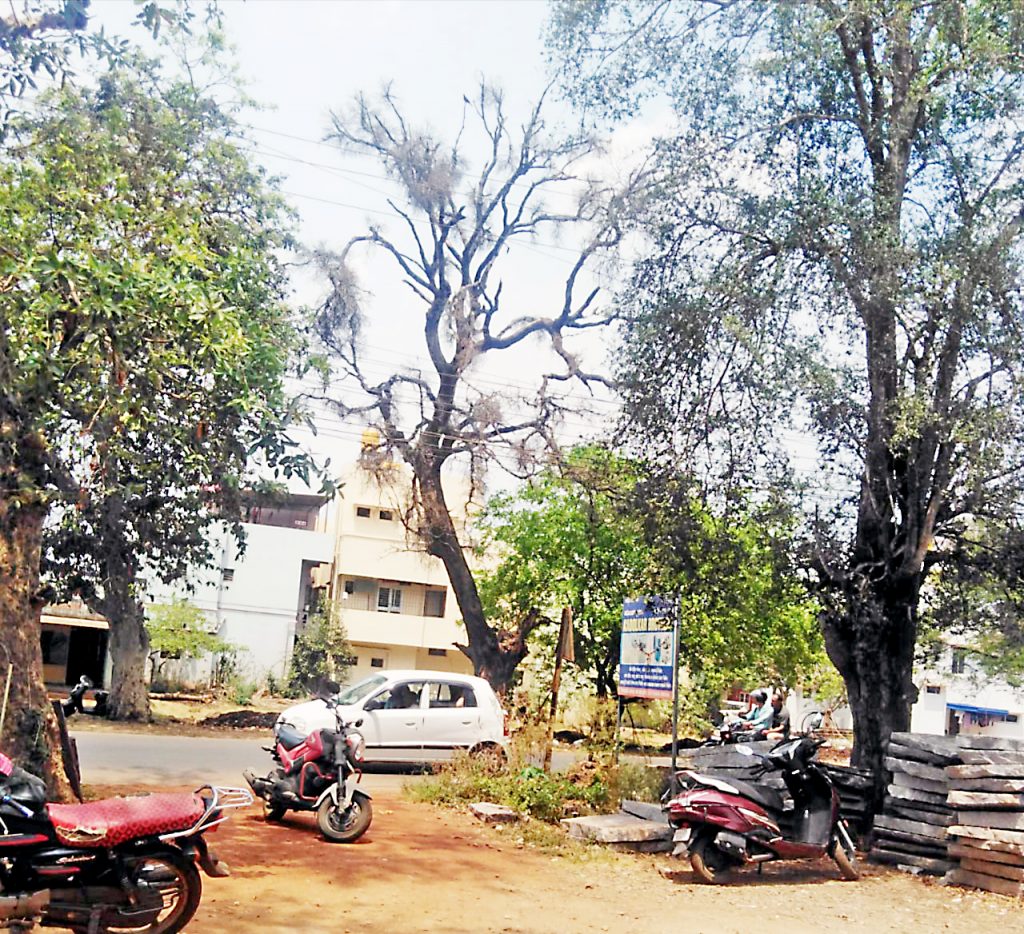 In case of dangerous tree fall on Belgaum-Hindalga road