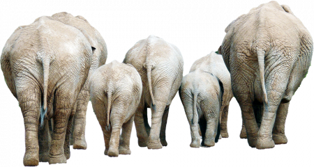 केरळसाठी वन्यजीव बनले ‘आपत्ती’ Wildlife becomes 'disaster' for Kerala