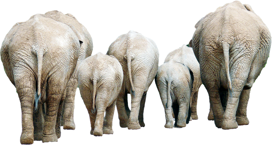 केरळसाठी वन्यजीव बनले ‘आपत्ती’ Wildlife becomes 'disaster' for Kerala