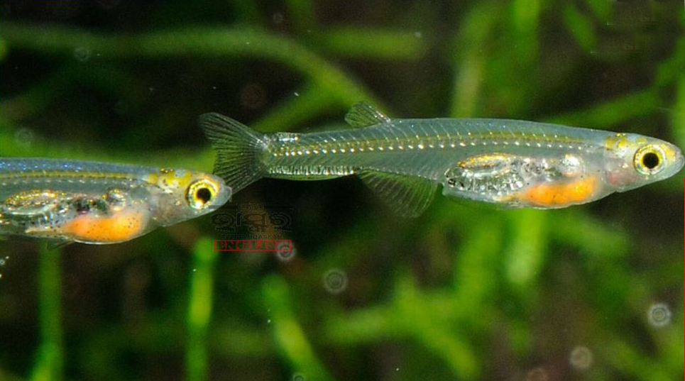 The smallest fish, only the size of a fingernail