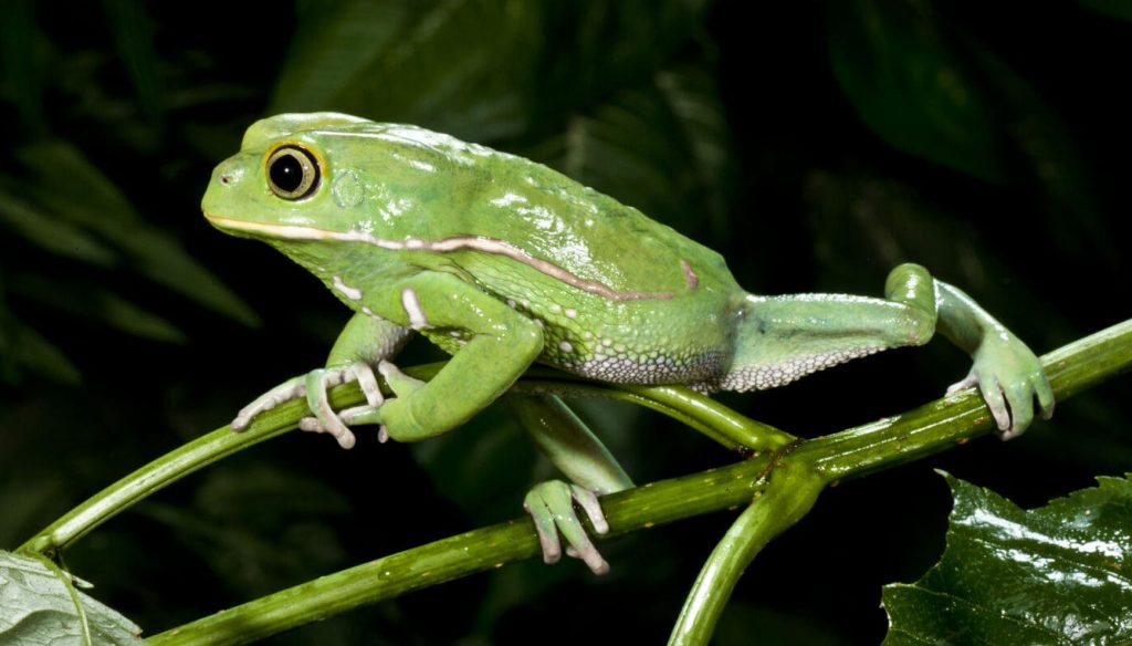 पाण्याऐवजी झाडावर राहणे पसंत करणारा बेडुक A frog that prefers to live in trees instead of water