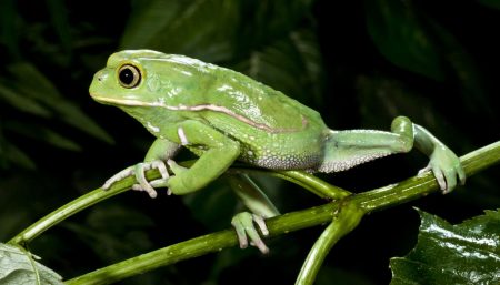A frog that prefers to live in trees instead of water