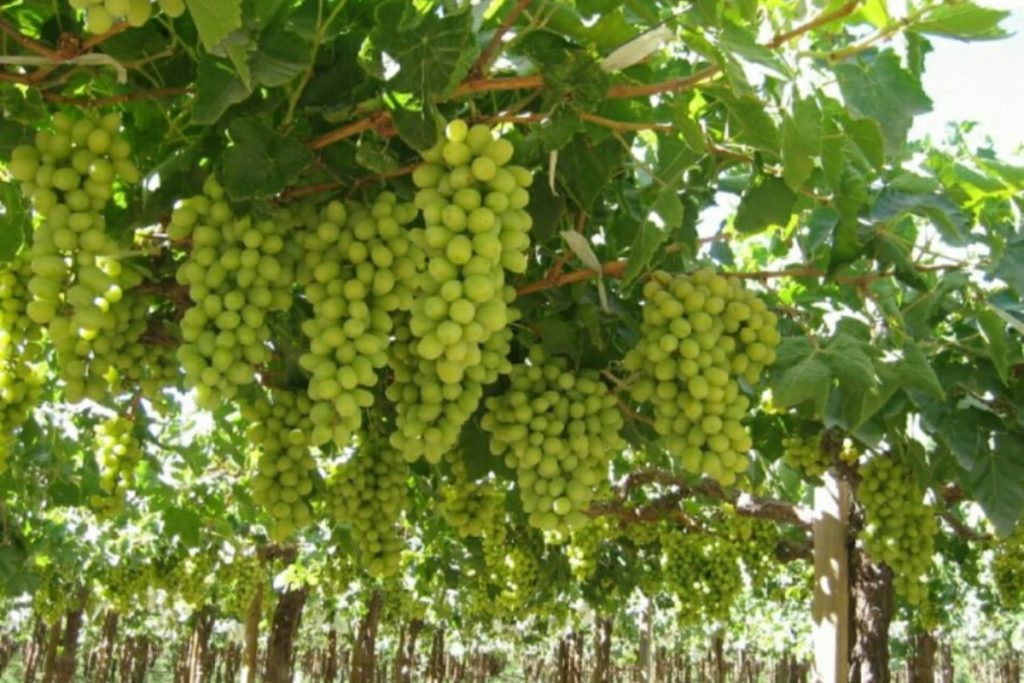 Impact of Cyclone Fengal on grape harvest