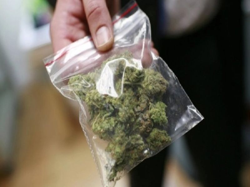 सांगली शहर पोलीसांकडून गांजा विक्री करणाऱ्यास अटक! 12 किलो गांजा जप्त ganja