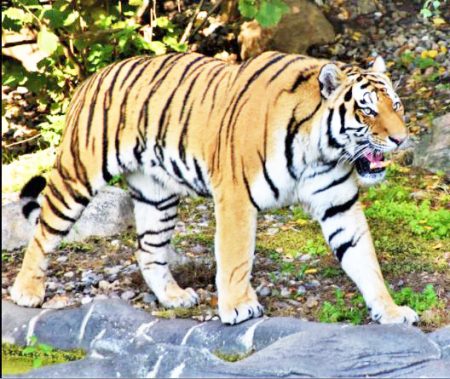 In Sindhudurga Patteri six tigers roam