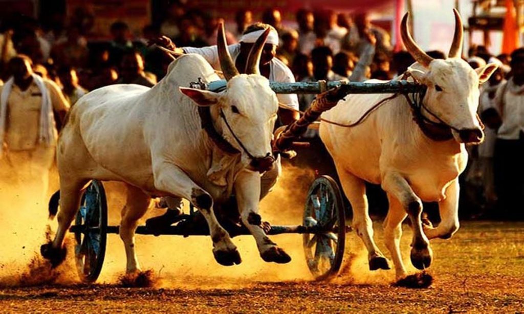 A grand bullock cart race at Angol