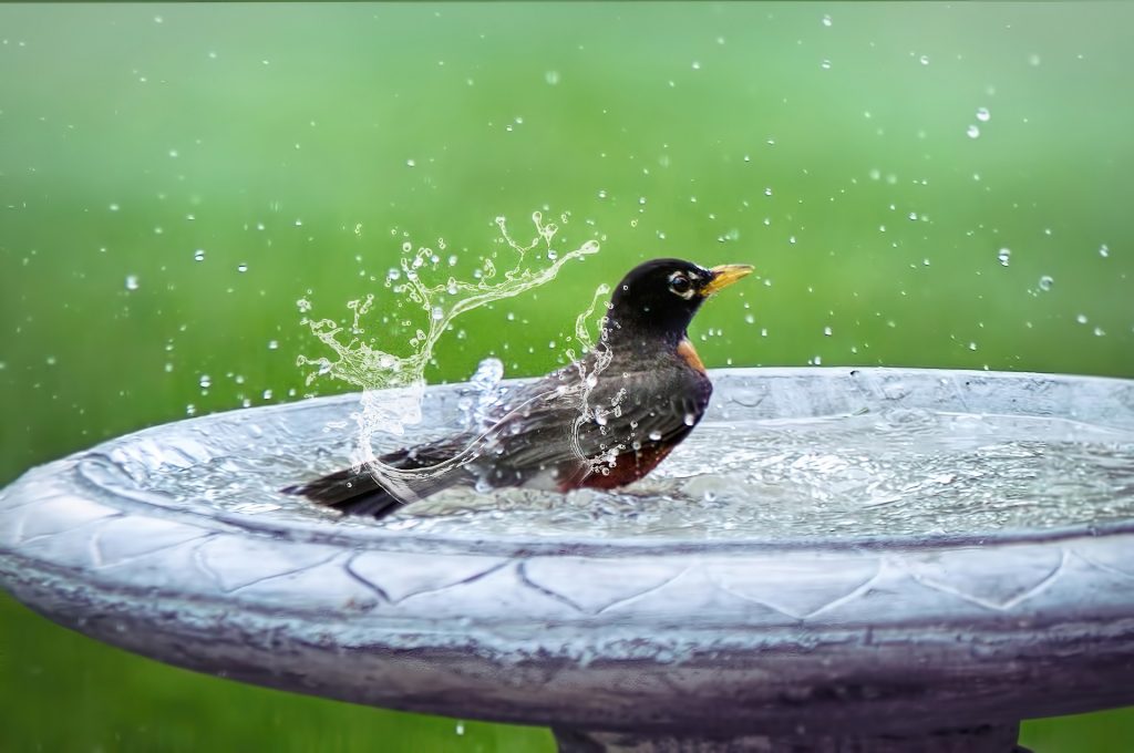दोन थेंबांसाठी पक्ष्यांची घालमेल A mix of birds for two drops
