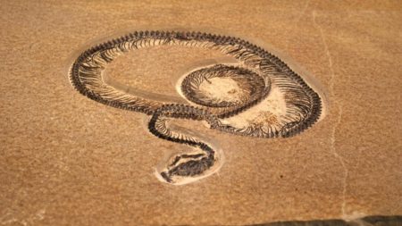 गुजरातच्या कच्छमध्ये सापडले सर्वात मोठे प्राचीन सापाचे जीवाश्म Largest ancient snake fossil found in Kutch, Gujarat