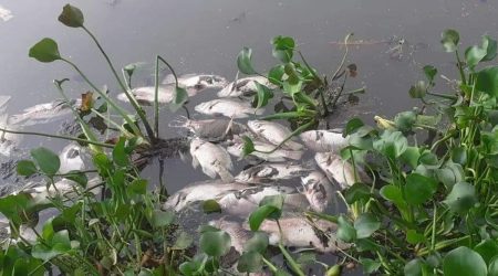 Millions of fish died in Krishna river