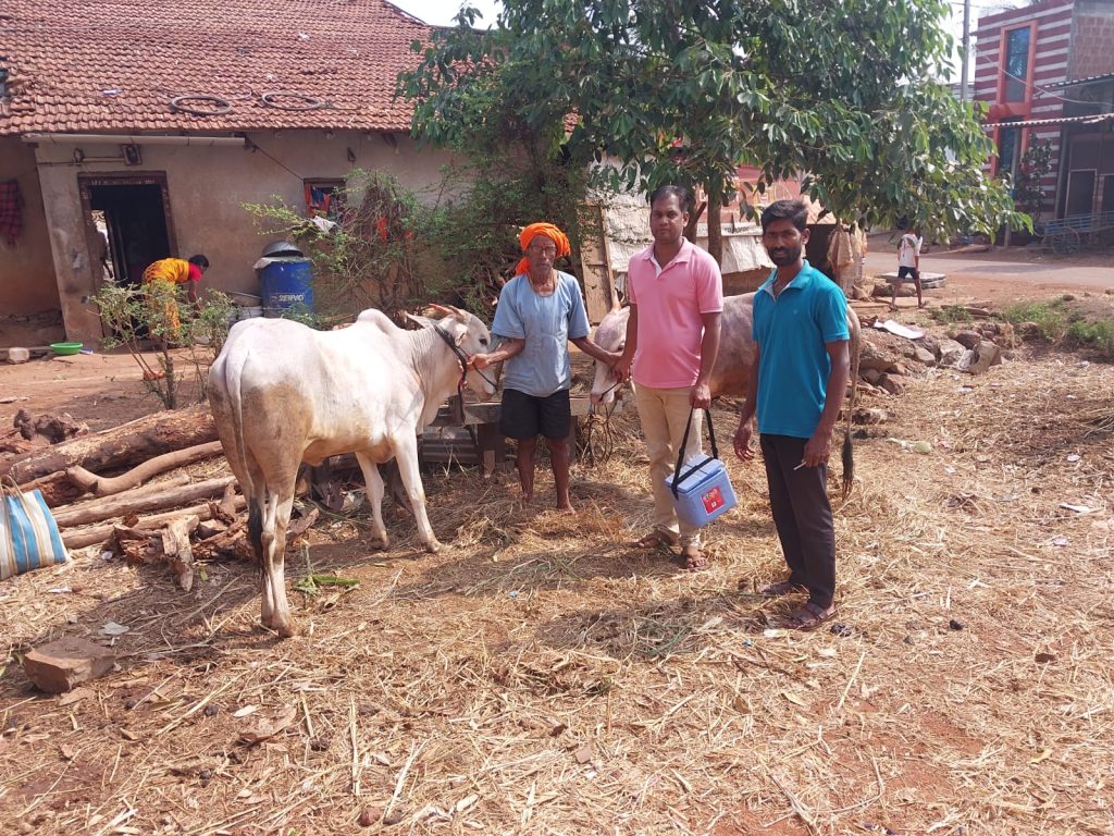 जिल्ह्यात 4 लाख जनावरांना लाळ्या प्रतिबंधक लस Anti-rabies vaccine to 4 lakh animals in the district