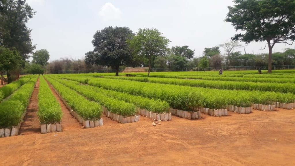 वनखात्याच्या नर्सरीत रोप निर्मितीला चालना Promotion of seedling production in forest department nurseries