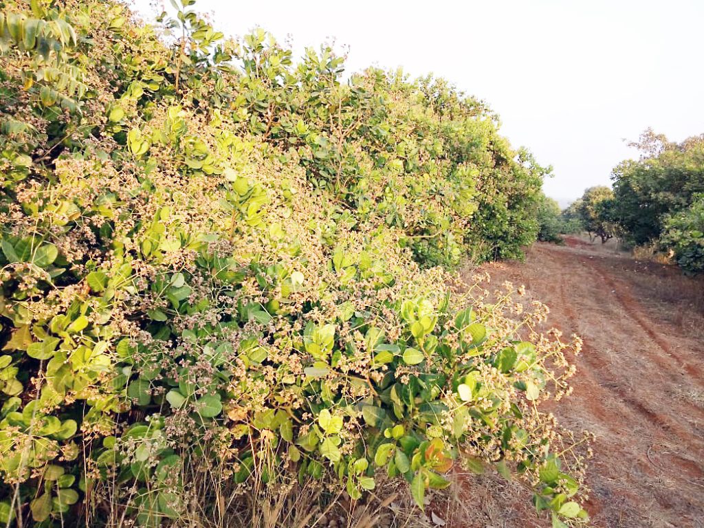 Cashew production is likely to decrease