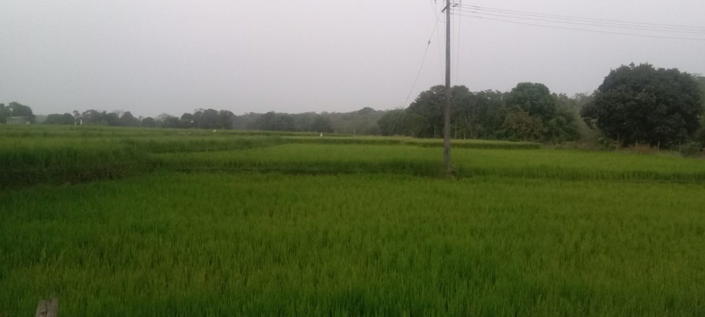 Summer rice crop in Kapoli in full swing