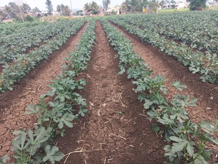 Decline in summer vegetable cultivation