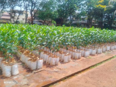The nursery of social forestry blossomed