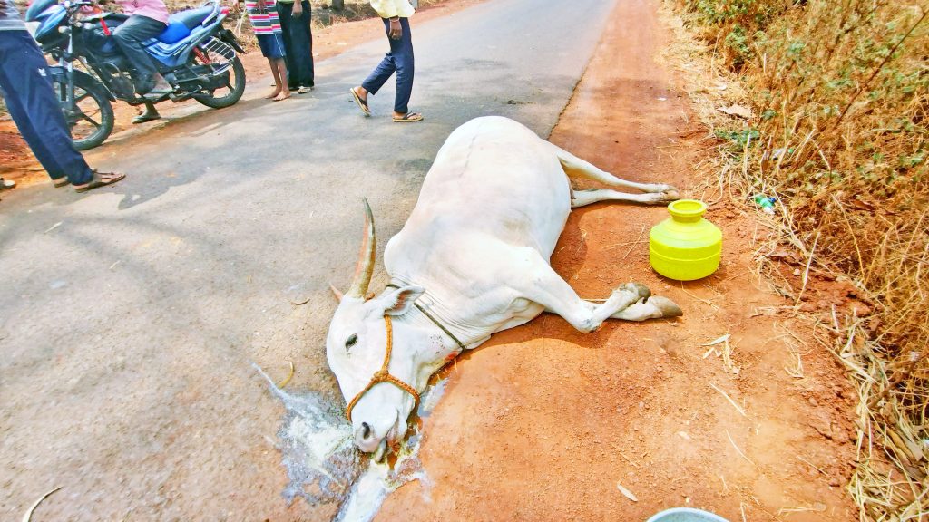 विषारी पाणी पिल्यामुळे गायी-बकऱ्यांचा मृत्यू Death of cows and goats due to drinking poisoned water