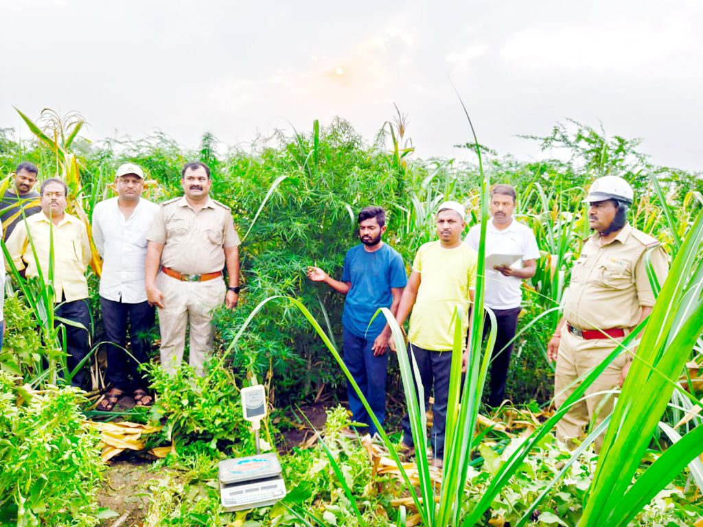 उसाच्या फडात गांजा पिकविणाऱ्या तरुणाला अटक A young man was arrested for growing ganja in sugarcane