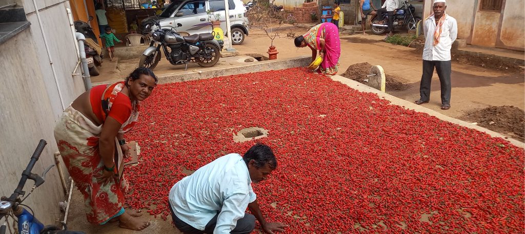 Commencement of summer chilli production in Jamboti area