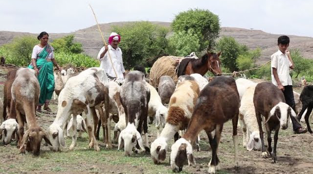 Shepherds wandering wild for fodder...!
