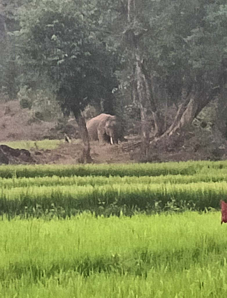 टस्कराचा बंदोबस्त करा, अन्यथा मतदानावर बहिष्कार Fix Tusker, else boycott the vote