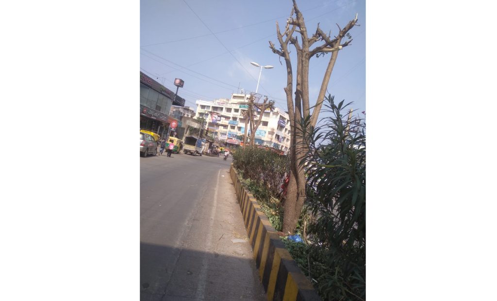 Slaughter of trees; Yet the forest account is sluggish!