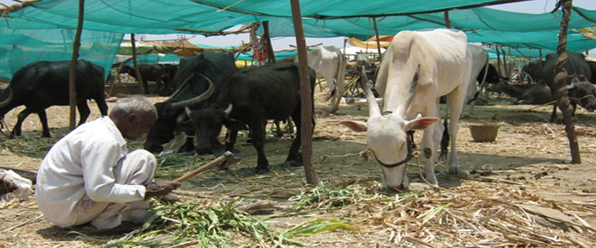 Start of fodder camps in Chikodi-Athni