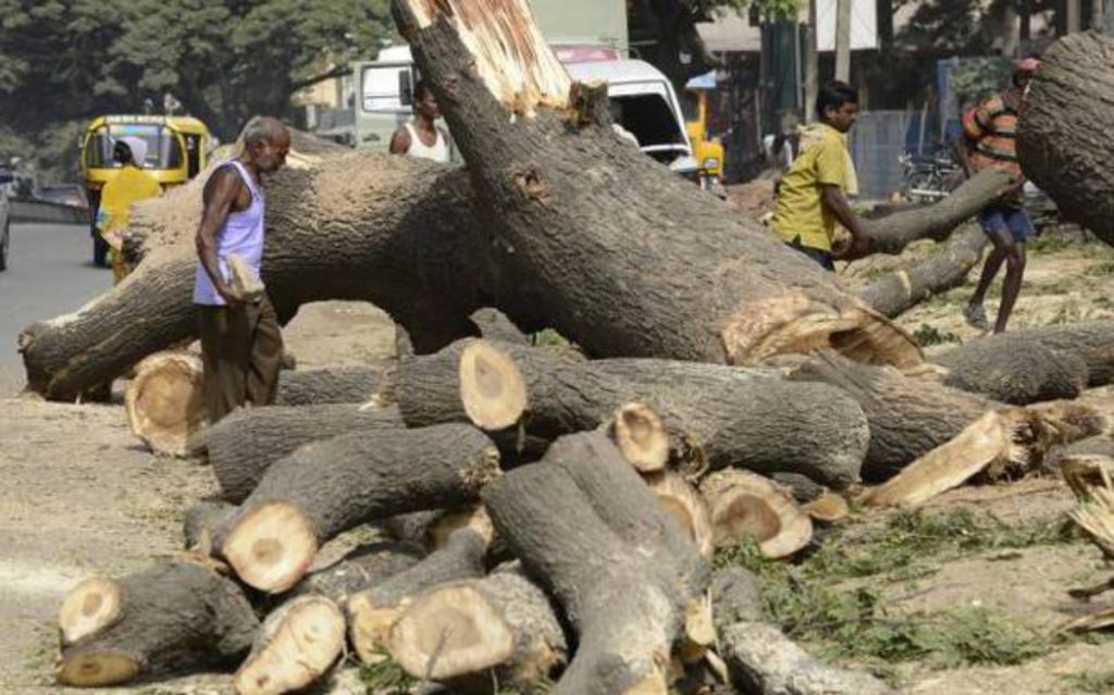 Unlicensed felling of trees in the city