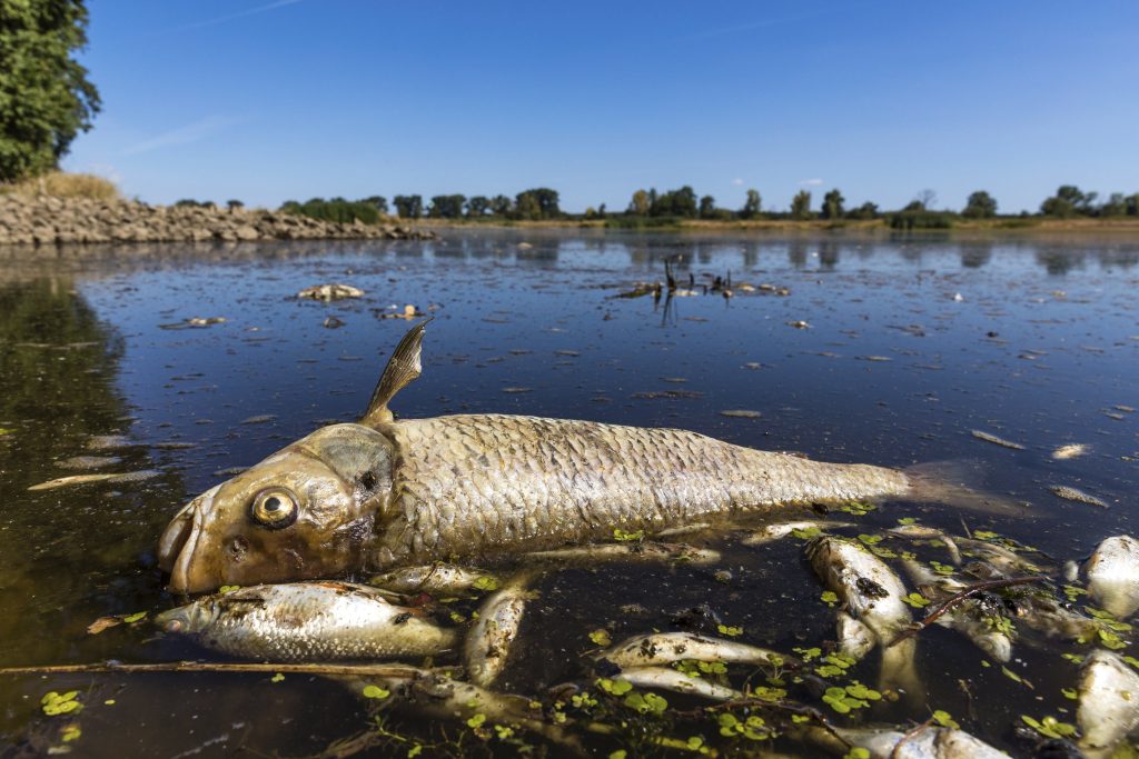 पाणी आटले…जलचरांना धोका! Water dried up...danger to aquatic life!
