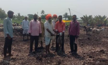 shepherds laid lakhs