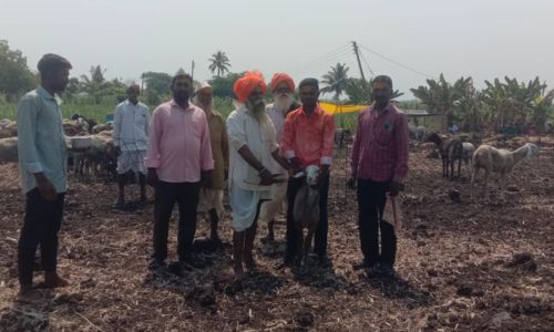 म्हैसाळसह परीसरात मेंढपाळानी आपल्या नवीन मेंढ्यांसह पिलांना घातली लाख ! shepherds laid lakhs