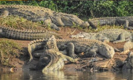 मगरींच्या अधिवासात मानवी हस्तक्षेप नको ! प्रशासनाने दिलेल्या सूचना पाळा