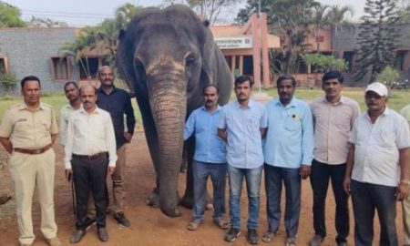 हत्तीची विनापरवाना वाहतूक रोखली; वनविभागाची कारवाई : हत्ती ताब्यात elephant traffic